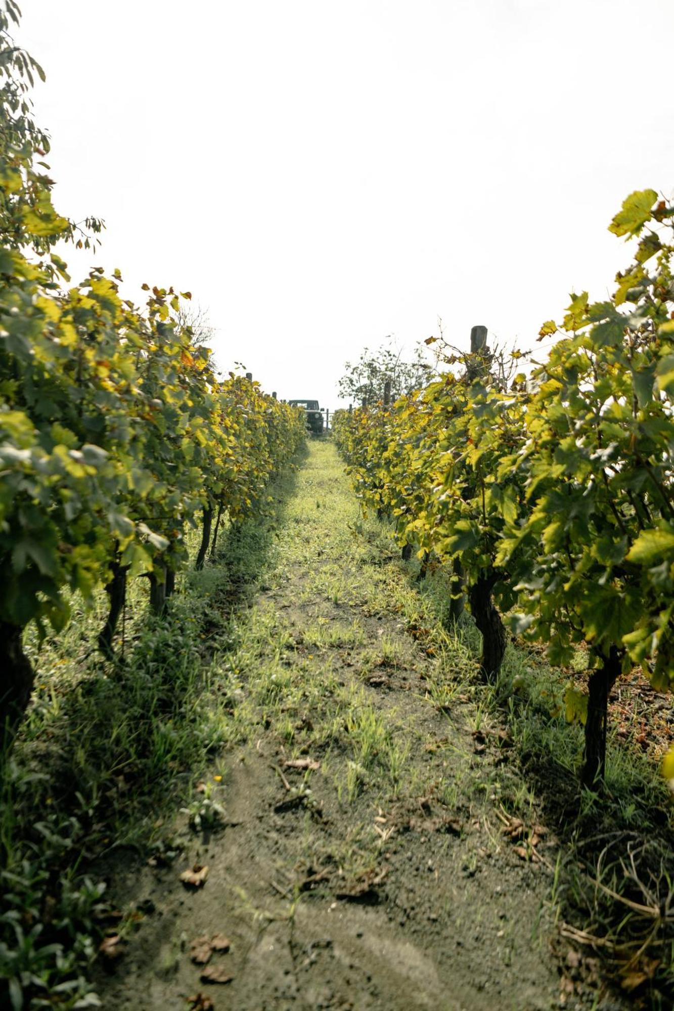Tenuta Calitto Wine Resort E Spa Ίσκια Εξωτερικό φωτογραφία